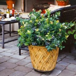 Bushel And Berry® Peach Sorbet™ Blueberry Bush -Arbor Day Foundation Store Peach Sorbet BLueberry 3 BB