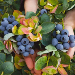 Bushel And Berry® Peach Sorbet™ Blueberry Bush -Arbor Day Foundation Store Peach Sorbet BLueberry 7