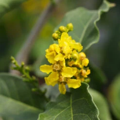 Peanut Butter Fruit Tree -Arbor Day Foundation Store Peanut Butter Tree 7