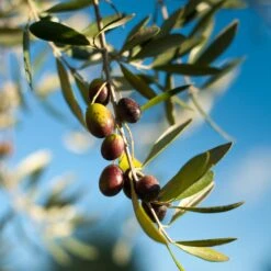 Pendolino Olive Tree -Arbor Day Foundation Store Pendolino Olive
