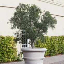 Pendolino Olive Tree -Arbor Day Foundation Store Pendolino Olive FGT 2