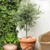 Pendolino Olive Tree -Arbor Day Foundation Store Pendolino Olive FGT 600x600 231f38ca 5d36 47ad 97c6 31ac8f015baf