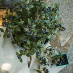 Bushel And Berry® Perpetua Blueberry -Arbor Day Foundation Store Perpetua Blueberry 1 FGT