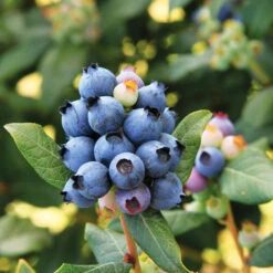 Bushel And Berry® Perpetua Blueberry -Arbor Day Foundation Store Perpetua Blueberry 6 FGT