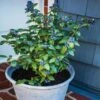 Bushel And Berry® Perpetua Blueberry 1 Bushel And Berry® Perpetua Blueberry -Arbor Day Foundation Store Perpetua Blueberry FGT 600x600 79c72e4f 795d 4bbd 934f 3af1cb9f5327