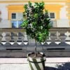 Persian 'Bearss' Lime Tree -Arbor Day Foundation Store Persian Lime Tree FGT 600X600 5d0fa168 5ad8 45d9 a4b3 f984ad624629