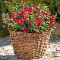 Petite Knock Out® Rose 13 Petite Knock Out® Rose -Arbor Day Foundation Store Petite Red Knockout Rose2 FGT