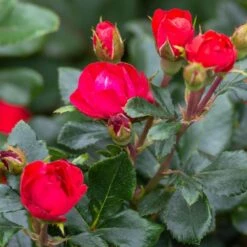 Petite Knock Out® Rose 10 Petite Knock Out® Rose -Arbor Day Foundation Store Petite Red Knockout Rose3