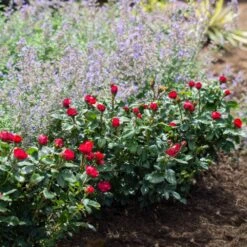 Petite Knock Out® Rose 11 Petite Knock Out® Rose -Arbor Day Foundation Store Petite Red Knockout Rose4