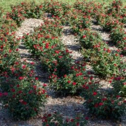 Petite Knock Out® Rose 12 Petite Knock Out® Rose -Arbor Day Foundation Store Petite Red Knockout Rose6