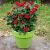 Petite Knock Out® Rose 1 Petite Knock Out® Rose -Arbor Day Foundation Store Petite Red Knockout Rose FGT 600x600 70e7a7b5 d660 489f 9ff3 cb48bafed0b7