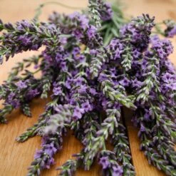 Phenomenal™ Lavender Plant -Arbor Day Foundation Store Phenomenal Lavender 3 FGT