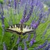 Phenomenal™ Lavender Plant -Arbor Day Foundation Store Phenomenal Lavender 600x600 711d1dd7 ab40 49c6 b18f b6eb1c08af77