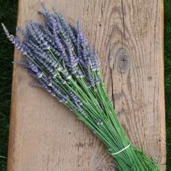Phenomenal™ Lavender Plant -Arbor Day Foundation Store Phenomenal Lavender 7