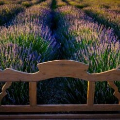 Phenomenal™ Lavender Plant -Arbor Day Foundation Store Phenomenal Lavender 8 FGT