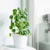 Pilea Peperomioides (Pancake Plant) -Arbor Day Foundation Store Pilea Pancake Plant FGT 600x6005 790aec39 dc5d 4914 880d e848f81aa5e3