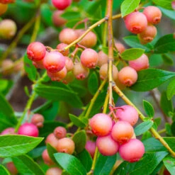 Pink Lemonade Blueberry Bush -Arbor Day Foundation Store Pin Lemonade Blueberry 1 26802e0d 4603 49c8 8784 fb7544bea792