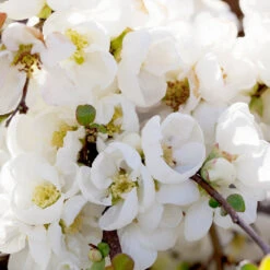 Pineapple Quince Tree -Arbor Day Foundation Store Pineapple Quince 1 FGT