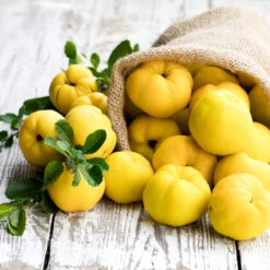 Pineapple Quince Tree -Arbor Day Foundation Store Pineapple Quince 4 FGT