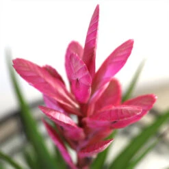 5-Inch Bromeliad In Decorative Pot -Arbor Day Foundation Store Pink Bromiliad 2 e1dd7faf b9f8 429e 84d5 7ce3076db5e3