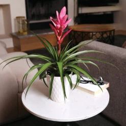 5-Inch Bromeliad In Decorative Pot -Arbor Day Foundation Store Pink Bromiliad 4