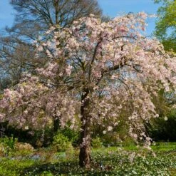 Pink Weeping Cherry Tree -Arbor Day Foundation Store Pink Double Weeping Cherry 6 FGT