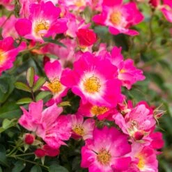 Pink Drift® Rose -Arbor Day Foundation Store Pink Drift Rose 1 FGT