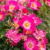 Pink Drift® Rose -Arbor Day Foundation Store Pink Drift Rose FGT 600x600 20d4fd32 04cb 474a b152 7b9c720d0596