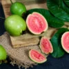 Tropical Pink Guava Tree -Arbor Day Foundation Store Pink Guava FGT 600x600 241d4b5b 612f 43eb 9e6d a98136a2444d