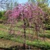 Pink Heartbreaker Redbud Tree -Arbor Day Foundation Store Pink Heartbreaker Redbud 600x600 9f119770 559c 4357 915b 2c8485395d8f