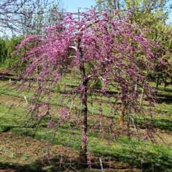 Pink Heartbreaker Redbud Tree