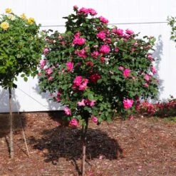 Pink Knock Out® Rose Tree 9 Pink Knock Out® Rose Tree -Arbor Day Foundation Store Pink Knockout Rose Tree 2