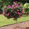 Pink Knock Out® Rose Tree 1 Pink Knock Out® Rose Tree -Arbor Day Foundation Store Pink Knockout Rose Tree FGT 600x600 04388905 db60 4ebf 8baa 6e25185dab4b