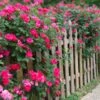 Double Pink Knock Out® Rose -Arbor Day Foundation Store Pink Knockout Shrub FGT 600x600 407160bc 6cbd 4bfb a426 0fedff3ee3ec