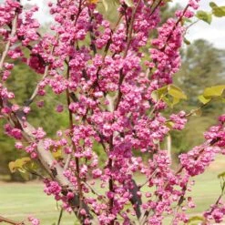 'Pink Pom Poms' Redbud Tree -Arbor Day Foundation Store Pink Pom Pom Redbud 2