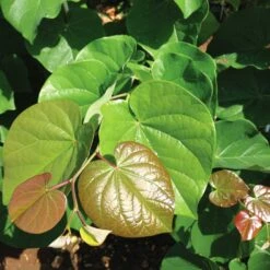 'Pink Pom Poms' Redbud Tree -Arbor Day Foundation Store Pink Pom Pom Redbud 4
