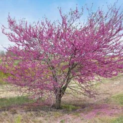 'Pink Pom Poms' Redbud Tree -Arbor Day Foundation Store Pink Pom Pom Redbud 5