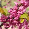 'Pink Pom Poms' Redbud Tree 2 'Pink Pom Poms' Redbud Tree -Arbor Day Foundation Store Pink Pom Pom Redbud 600x600 a00001f4 ef81 4d0b 98ff cc2c03ee584a