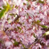Pink Snow Showers™ Weeping Cherry Tree -Arbor Day Foundation Store Pink Snow Showers Flowering Chery 600x600 45472791 766f 4e6f 88c6 4e5396c43109