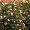 Pink-A-Boo® Camellia Shrub -Arbor Day Foundation Store Pink a Boo camellia 600x600 3883eb6d a151 4440 aa86 e2f1f3b3294b