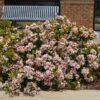 Pinkie Indian Hawthorn Shrub -Arbor Day Foundation Store Pink indian Hawthorn FGT 600x600 b037c8ee 072c 4901 9102 ad473234d9c8