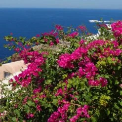Pink Pixie Bougainvillea -Arbor Day Foundation Store Pixie Pink BOugainv illea FGT 3