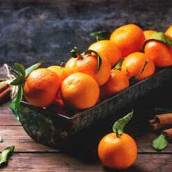 Pixie Mandarin Tree 9 Pixie Mandarin Tree -Arbor Day Foundation Store Pixie Mandarin Tree 3