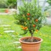 Pixie Mandarin Tree 1 Pixie Mandarin Tree -Arbor Day Foundation Store Pixie Mandarin Tree FGT 600x600 e99a8ce9 e0fd 4891 bcec f674402f83e1