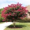 Pink Velour Crape Myrtle -Arbor Day Foundation Store Pnk Velour Crape Myrtle FGT 600x600 b03142bb 2ee6 41eb 8c3b 61824ffc7733