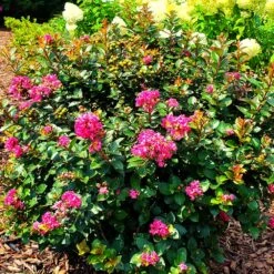 Pocomoke Crape Myrtle -Arbor Day Foundation Store Pocomoke Crape myrtle 2