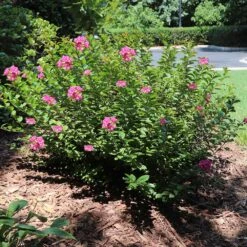 Pocomoke Crape Myrtle -Arbor Day Foundation Store Pokomoke 1