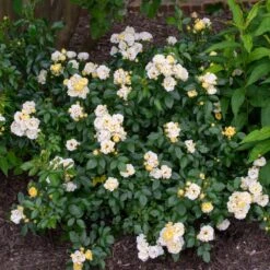 Popcorn Drift® Rose -Arbor Day Foundation Store Popcorn Drift Rose 3