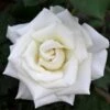 Pope John Paul II Rose Shrub -Arbor Day Foundation Store Pope John Paul Rose FGT 600x600 0c0da3d4 5c1d 47bc 9e25 5c58543e2d88