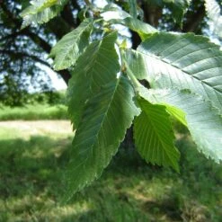 Prairie Expedition® Elm Tree -Arbor Day Foundation Store Prairie Expedition Elm 2